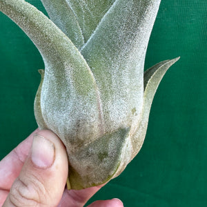 Tillandsia - Lucille ex. BF