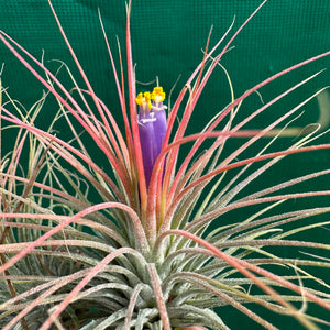 Tillandsia - ionantha ‘APD002’