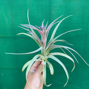 Tillandsia - Hondurensis x Capitata Marron ex. BG