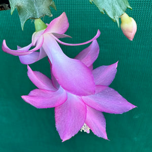 Zygocactus Bella