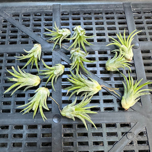 Tillandsia - Ionantha 'Thai Fuego' (Wholesale)