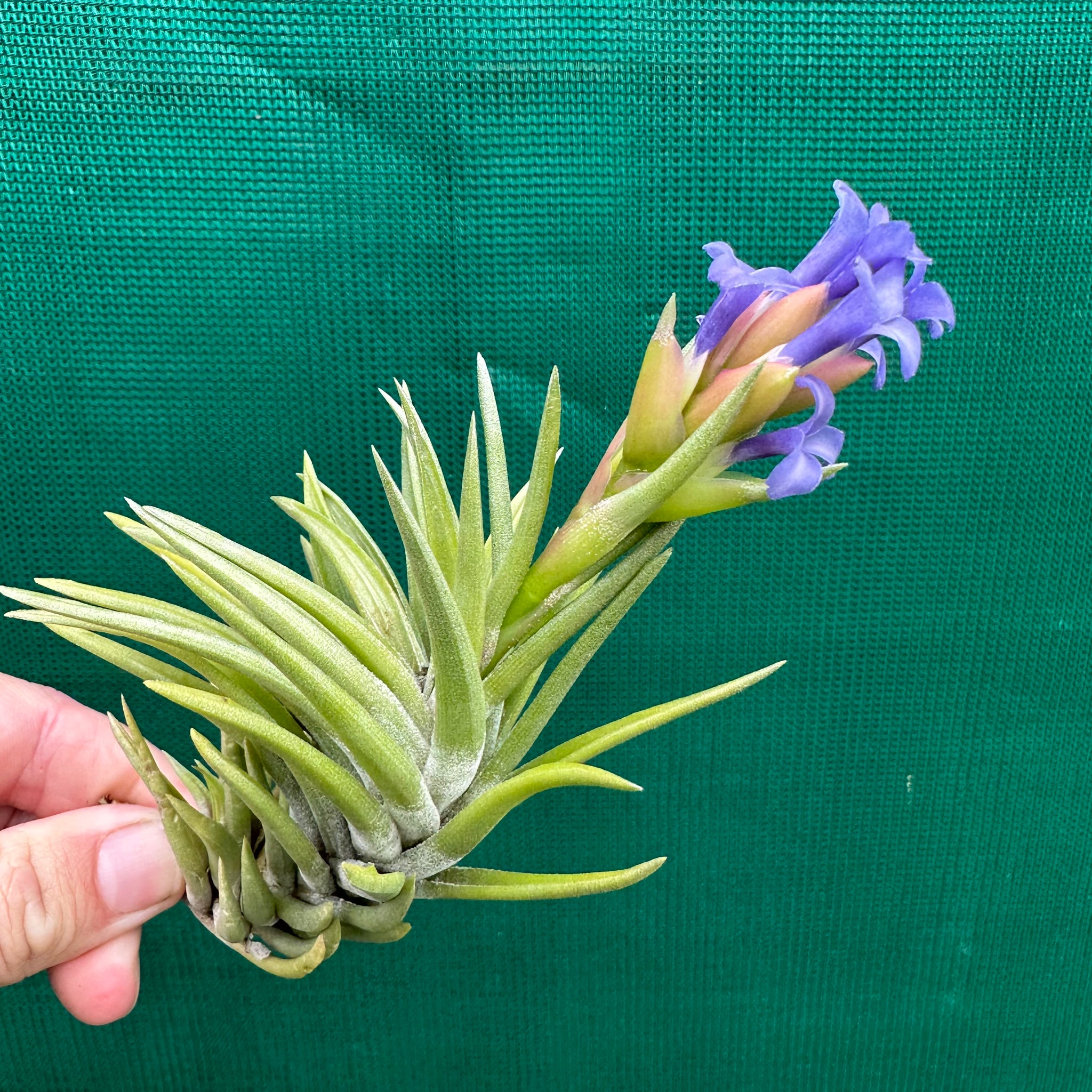 neglecta air plant Tillandsia - neglecta