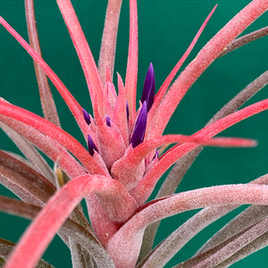 Tillandsia - Success Story ex. RFI