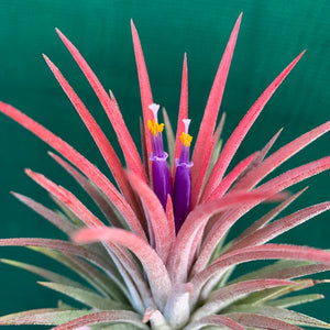 Tillandsia - ionantha 'Pink Beauty' (Wholesale)