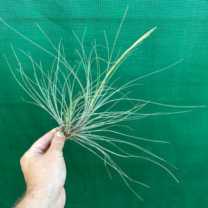 Tillandsia - setacea ex. JO