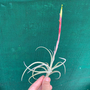 Tillandsia - glabrior (Wholesale)