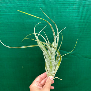 Tillandsia - flexuosa ex. Suriname