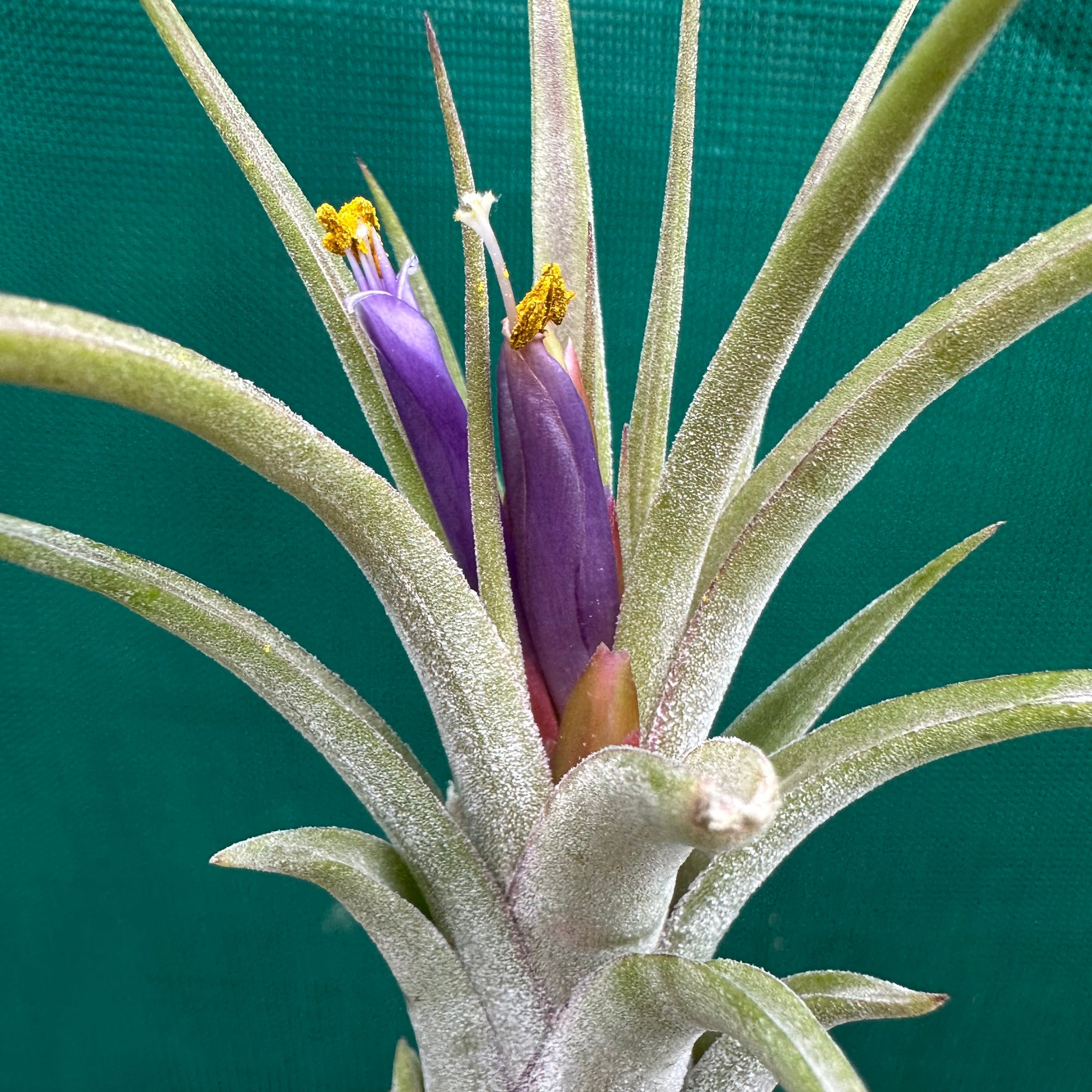 Tillandsia - ionantha x caput-medusae ex. SN - Air Plant Decor