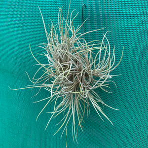 Tillandsia - bandensis ‘Large Form’ ex. CL (Fragrant) NEW