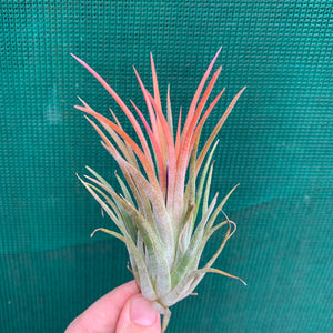 Tillandsia - ionantha ‘Honduras’ ex. CV (Wholesale)