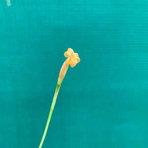 Tillandsia - funebris