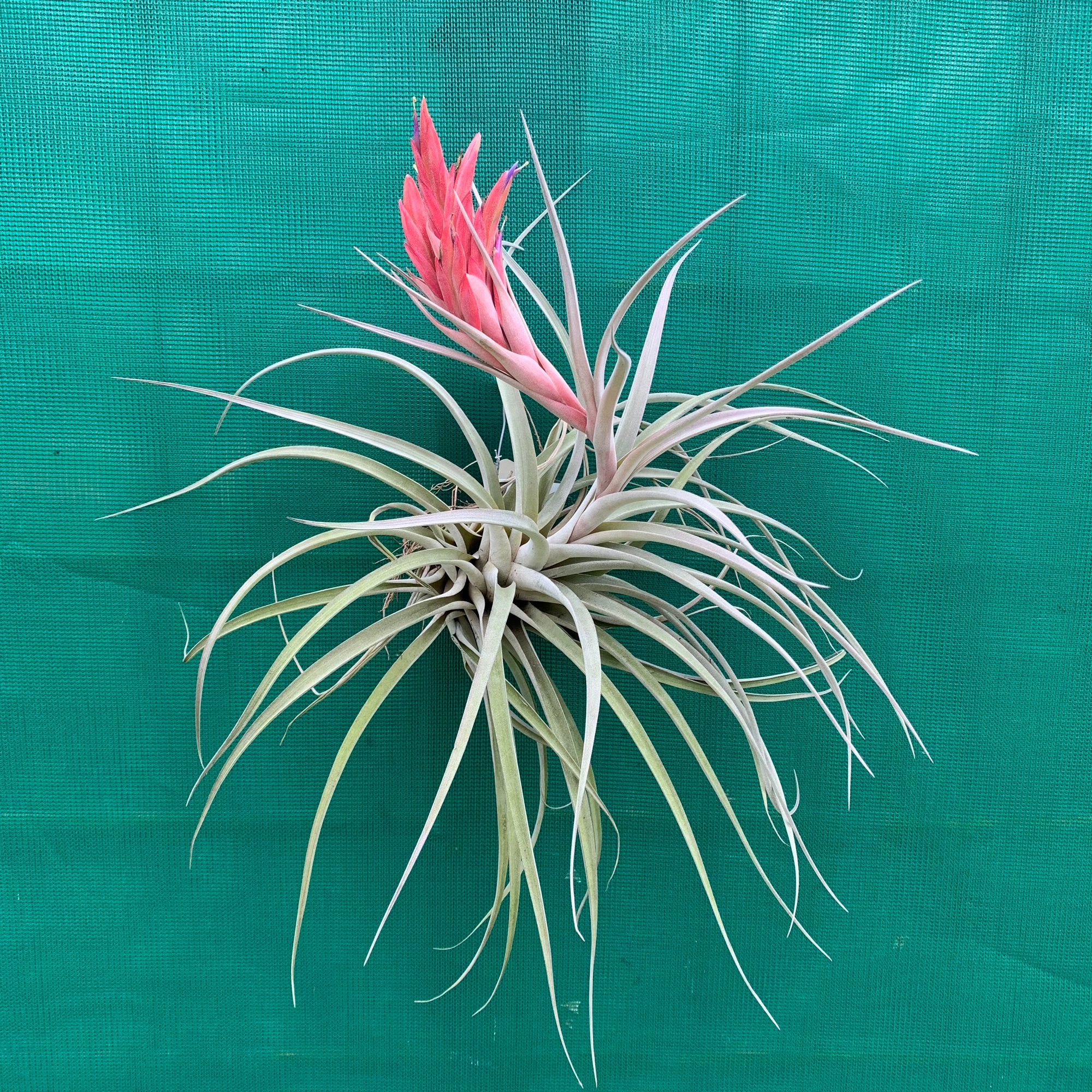 Tillandsia - xerographica x fasciculata Densispica