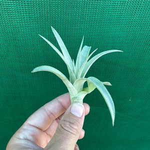 Tillandsia - Hondurensis x Capitata Marron ex. BG