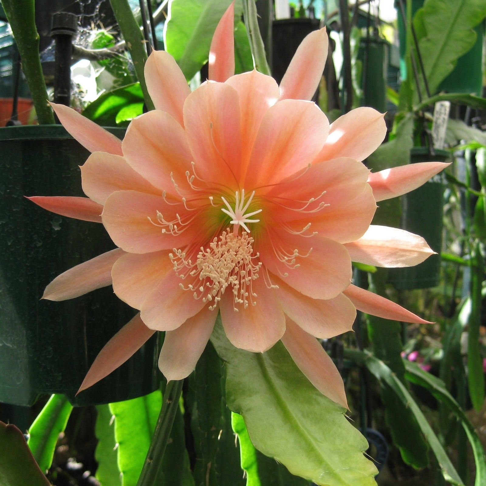 Epi. Hybrid King Midas EH77