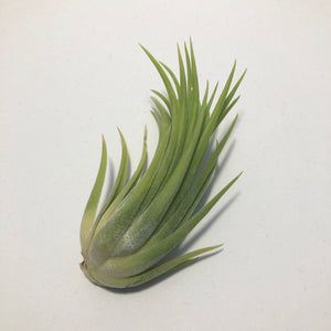 Tillandsia - Ionantha 'Sumo White’ (Wholesale)