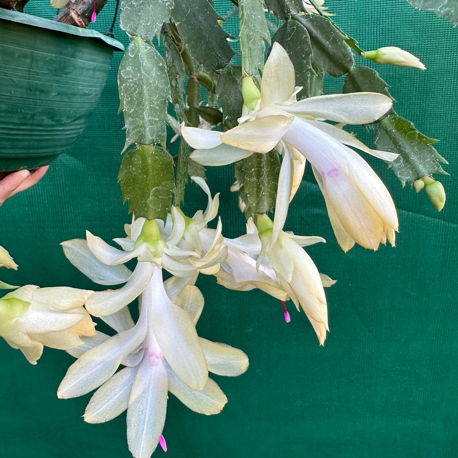 Zygocactus Gold Charm