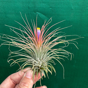 Tillandsia - ionantha ‘APD002’