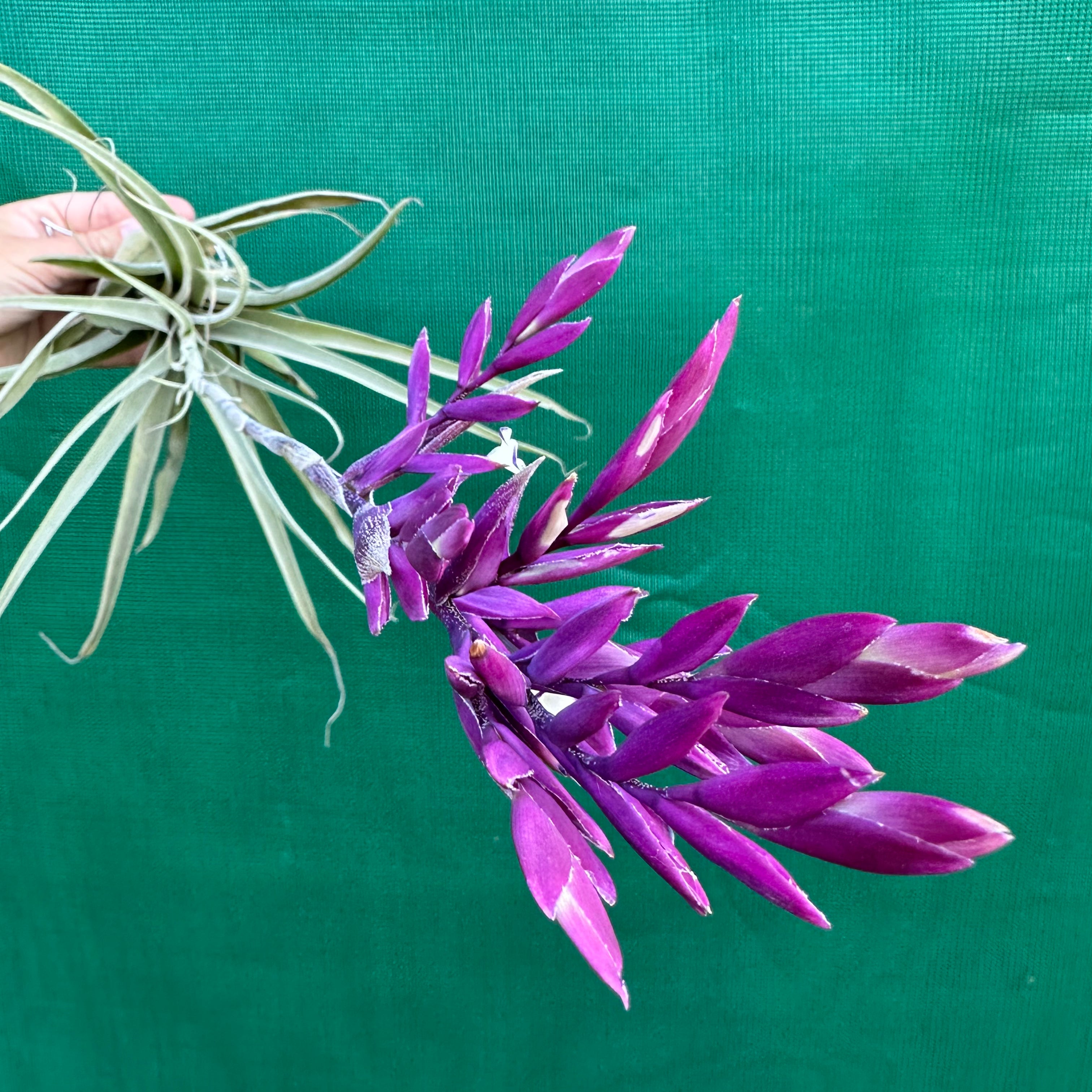 Tillandsia - Deep Purple ex. BD (Fragrant) - Air Plant Decor