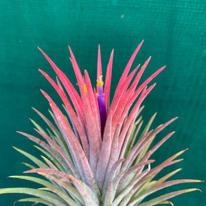 Tillandsia - ionantha 'Pink Beauty' (Wholesale)