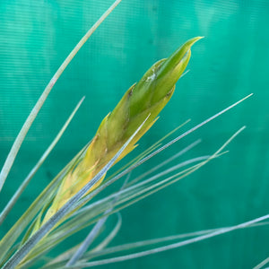 Tillandsia - acostae