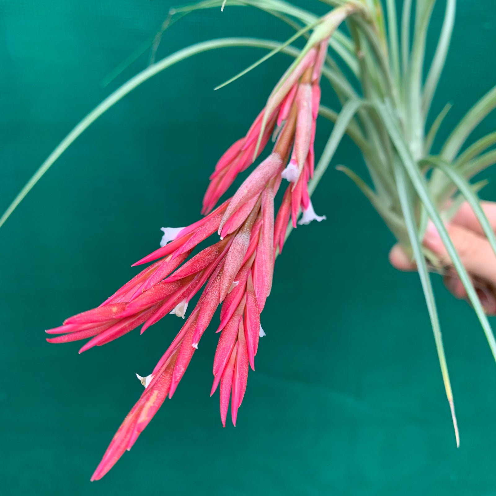 Tillandsia - globosa x vernicosa ex. Holm