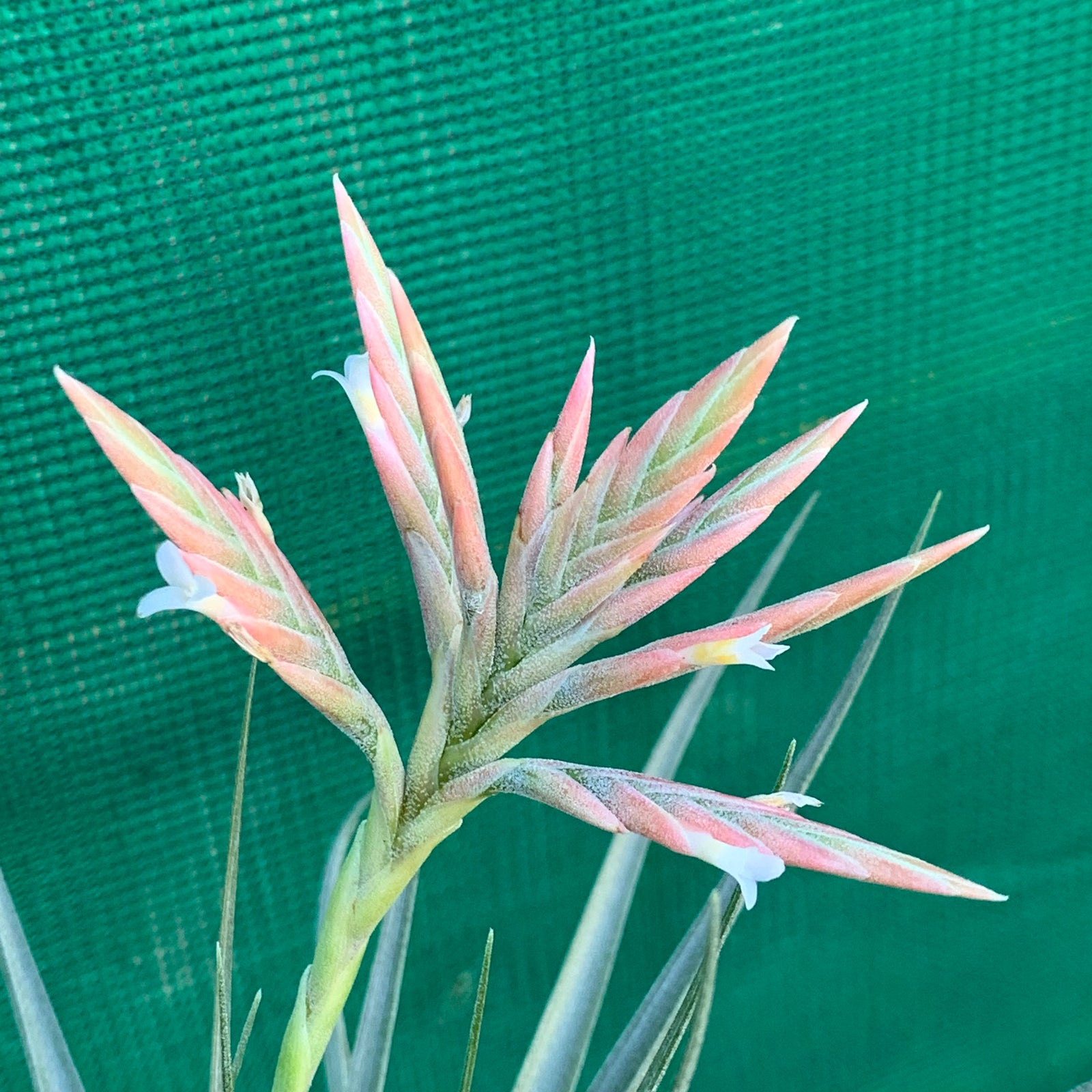 Tillandsia - didisticha ex. PT