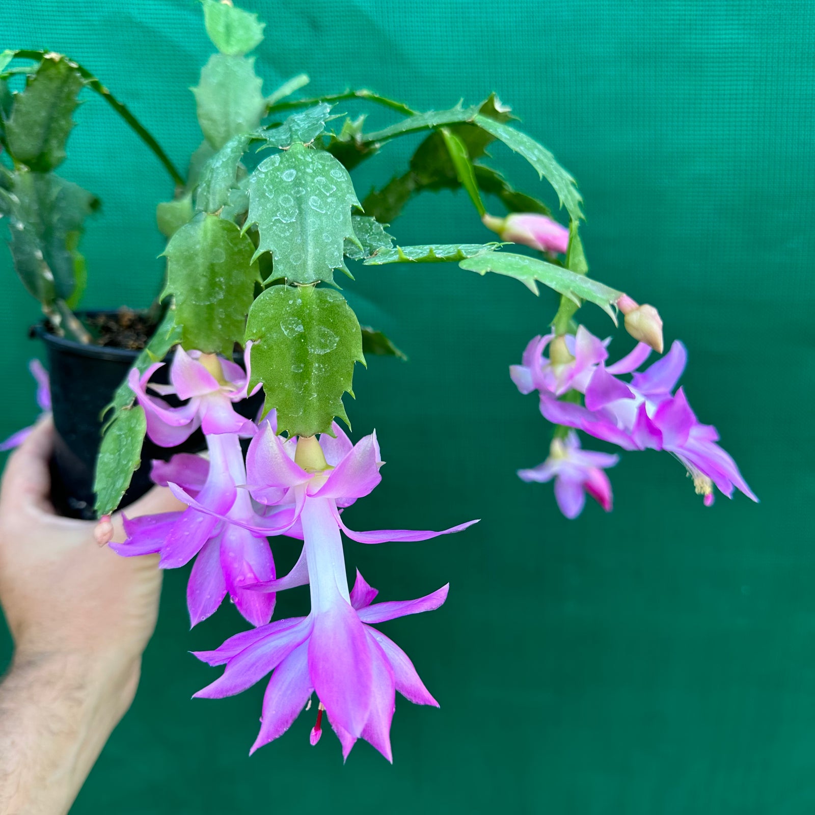 Zygocactus Lavender Lady