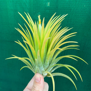 Tillandsia - ionantha 'Sumo White’ (Wholesale)