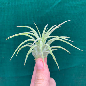 Tillandsia - ionantha ‘Curly Leaf’ (Wholesale)