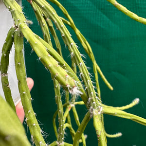 Rhipsalis flaggeliformis R65