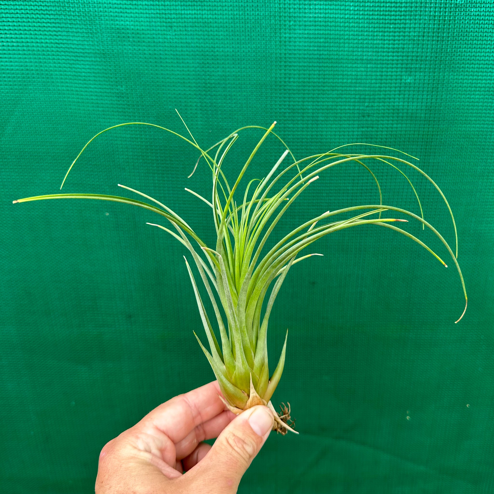 punctulata air plant Tillandsia - punctulata ex. CC