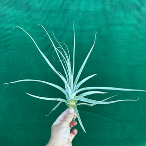 Tillandsia - straminea ex. BD (Fragrant)