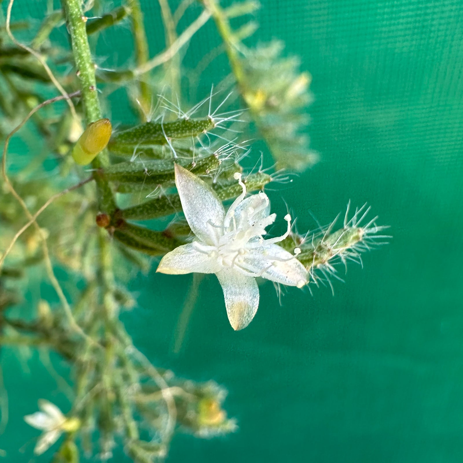 Rhipsalis mesembryanthemoides - R47