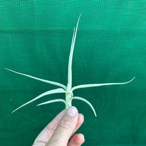 Tillandsia - paleacea ‘Tight Compact’ ex. PT