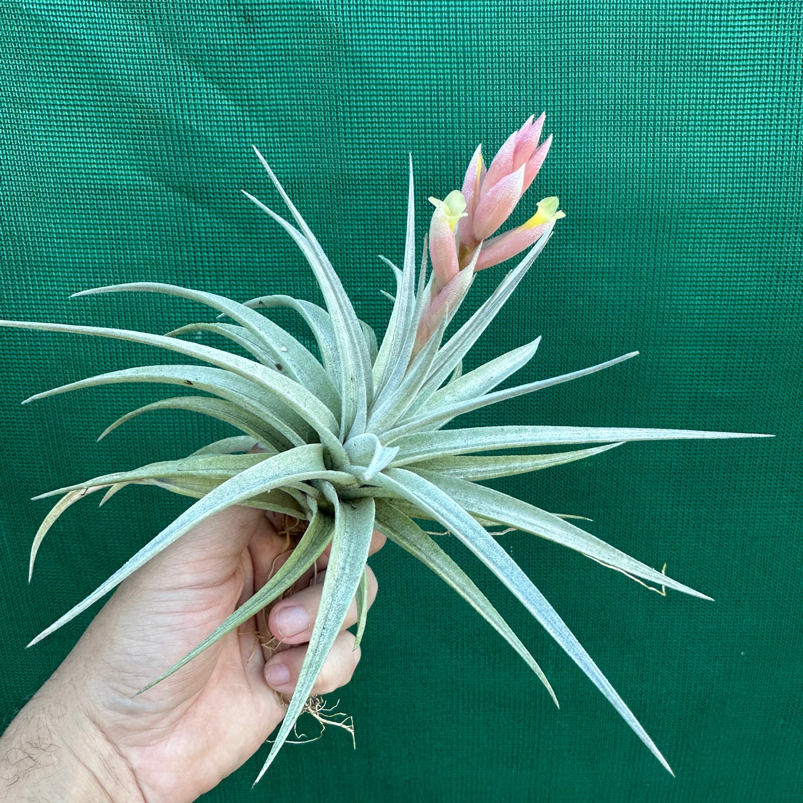 Tillandsia - White Star ex. CC