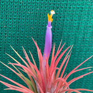 Tillandsia - ionantha 'Stricta' (Wholesale)