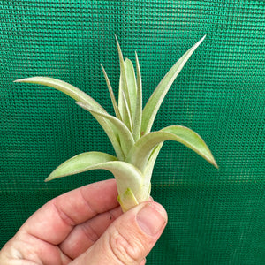 Tillandsia - Phoenix