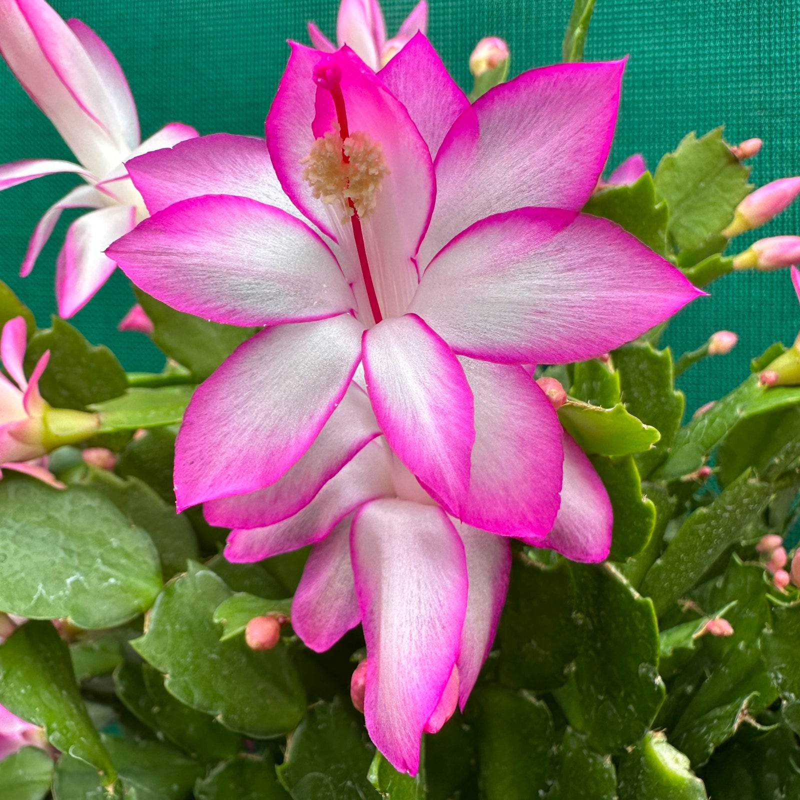 Zygocactus Campinas