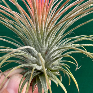 Tillandsia - ionantha ‘APD002’