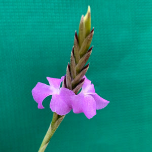 Tillandsia - paleacea ‘Tight Compact’ ex. PT