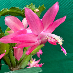 Zygocactus Precilla