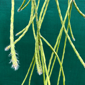 Rhipsalis flaggeliformis