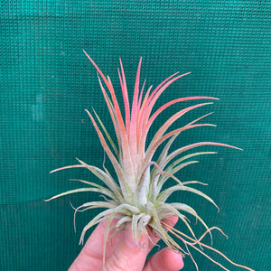 Tillandsia - ionantha ‘Honduras’ ex. CV (Wholesale)