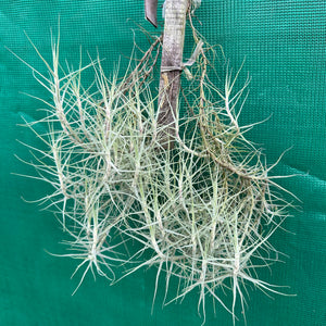 Tillandsia - caerulea ‘Fine Form’ ex. PT (Fragrant) NEW