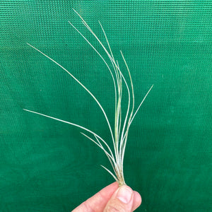 Tillandsia - setacea ex. JO