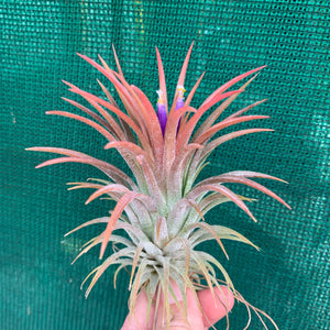 Tillandsia - ionantha ‘APD001’ (Wholesale)