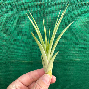 Tillandsia - Globosa x Vernicosa ex. Holm