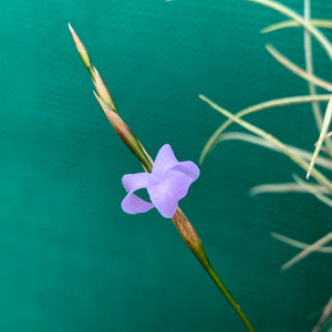 Tillandsia - bandensis ‘Large Form’ ex. CL (Fragrant)