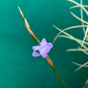 Tillandsia - bandensis ‘Large Form’ ex. CL (Fragrant) NEW