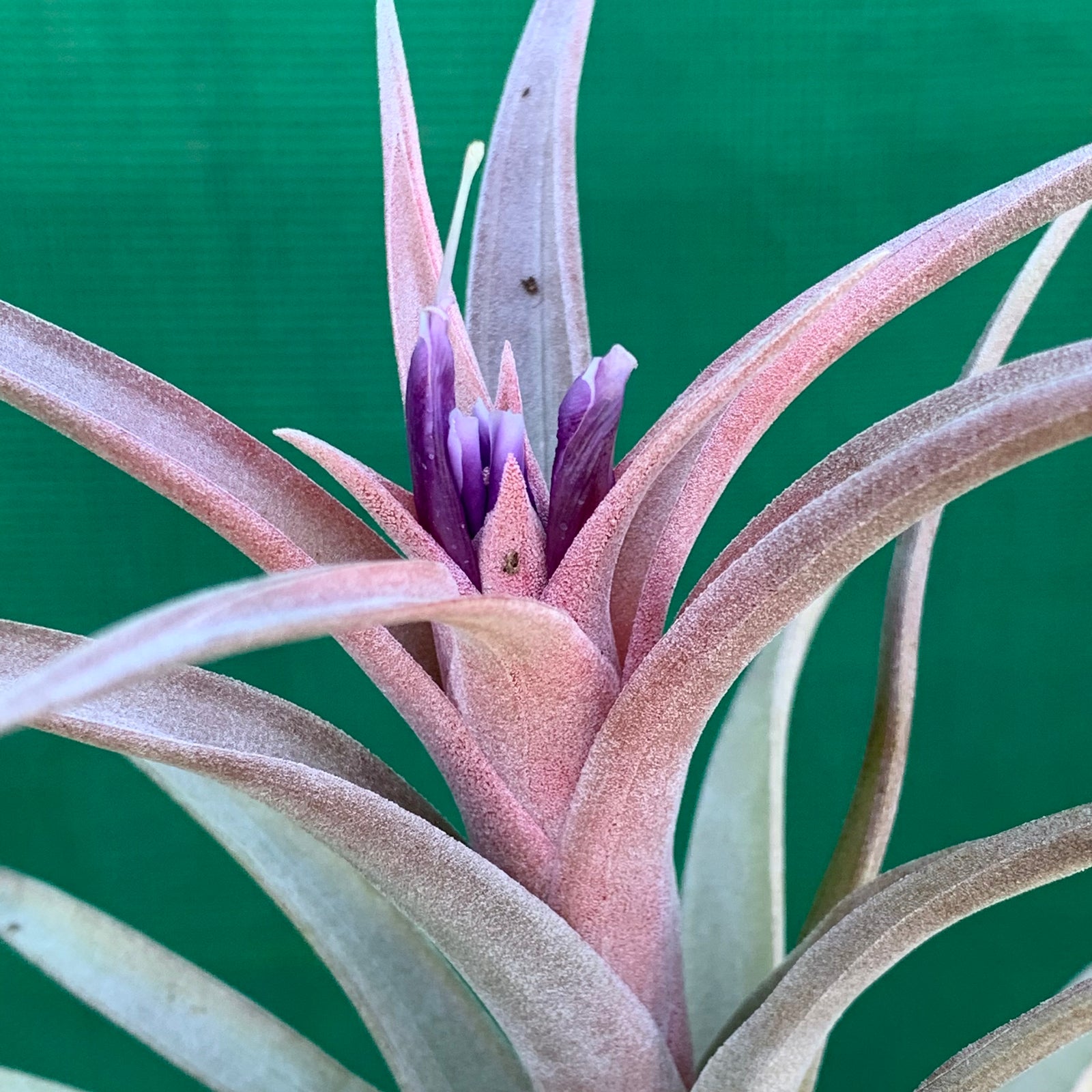Tillandsia - hondurensis x capitata Marron ex. BG